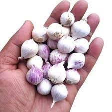 One Clove Solo Garlic Single Pothi Lahsun Garlic Bulb