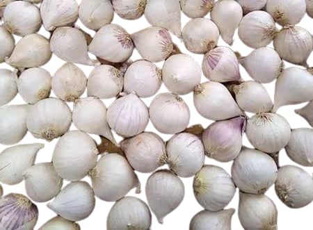 RootBloom®™ One Clove Solo Garlic Single Pothi Lahsun Garlic Bulb