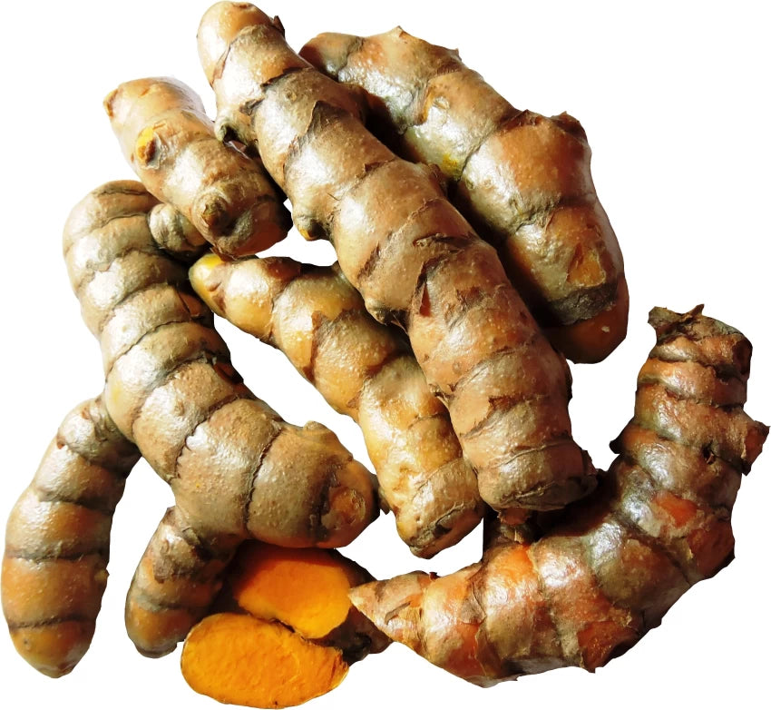 RootBloom®™  Fresh Raw Turmeric Rhizomes Kachi Haldi