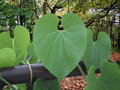 Medicinal Plant Fresh Neem Tree Giloy Plantation Sticks/Stems (6-Inch)