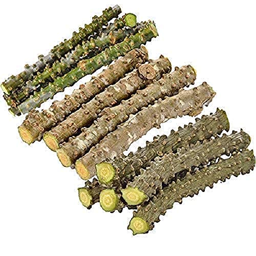 Medicinal Plant Fresh Neem Tree Giloy Plantation Sticks/Stems (6-Inch)