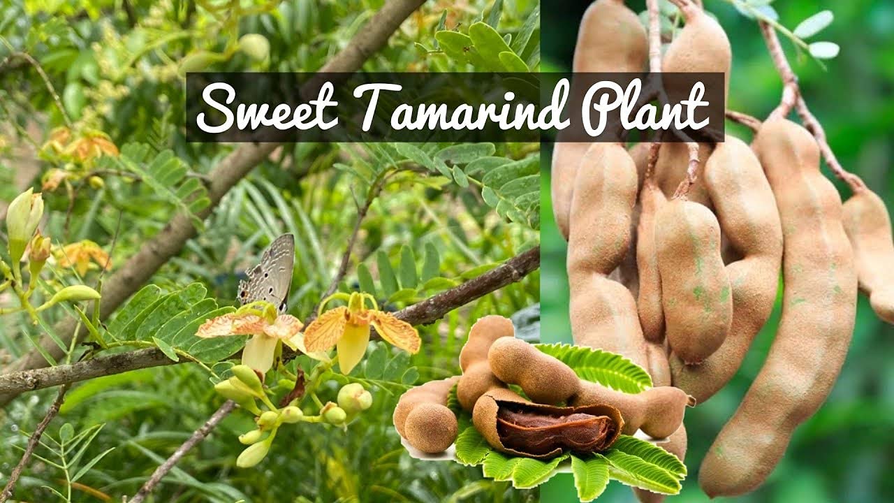 Thailand Sweet Tamarind